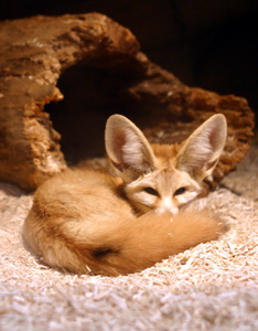 Big-Ears-1.jpg
