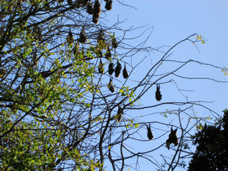 Sydney_Bats.JPG