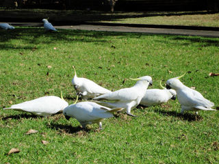 Sydney_Cockatoos.JPG