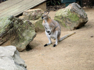 Sydney_Kanga.JPG