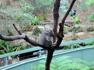 Sydney_Koala.JPG