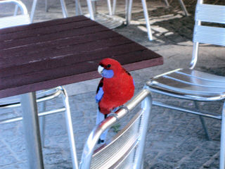 Sydney_Parrot.JPG