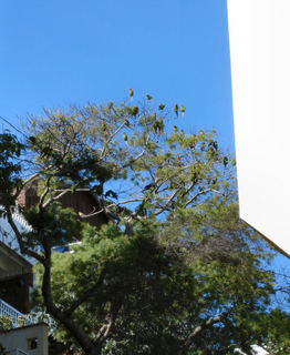 Telegraph Parrots.JPG