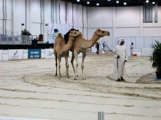 ad-camels.jpg