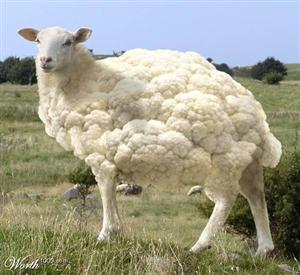 cauliflower.jpg
