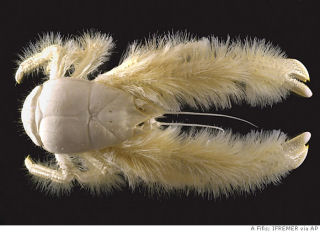 ga_hairy_lobster.jpg