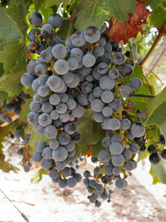 grapecluster.jpg