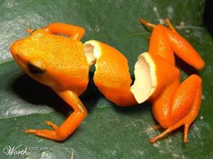 orangefrog.jpg