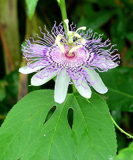 passion_flower.jpg
