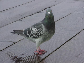 pigeon.jpg