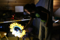 sunflower.jpg