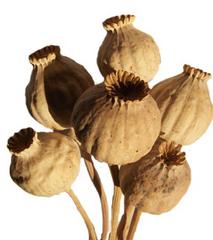 turkish-extra-large-poppy-pods.jpg